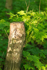 Maple Tree Trunk with Young Shoots in Summer Forest