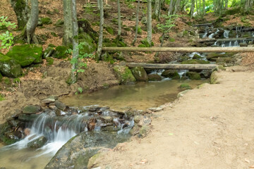 Mountain Stream in the Carpathians: Beech Forest in Summer