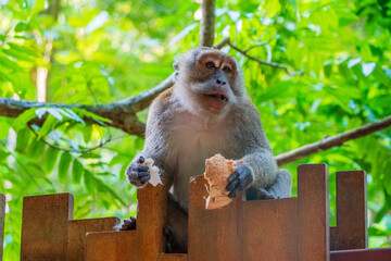 Vieux singe, de type macaque à longue queue, dévorant une noix de coco