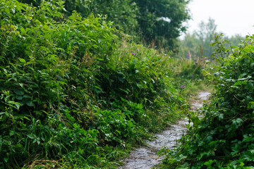Path on Meadow in the Carpathians: Rainy Summer Day