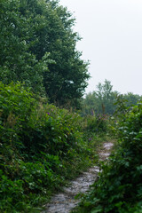 Path on Meadow in the Carpathians: Rainy Summer Day