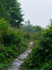 Fototapeta premium Path on Meadow in the Carpathians: Rainy Summer Day