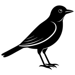 Obraz premium crow on a white background