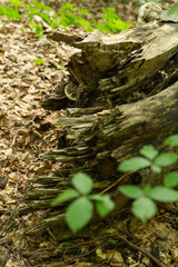Beech Log with Growing Mushrooms in the Carpathian Forest