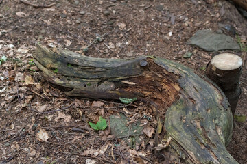 Beech Log with Growing Mushrooms in the Carpathian Forest