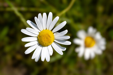 A close up of a white flower with yellow centers