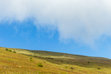 Obraz premium View of Borzhava Mountain Range in the Carpathians: Summer Wild Blueberry Fields
