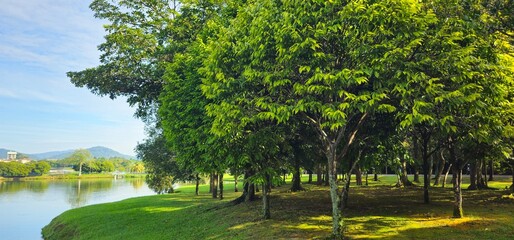trees in the park