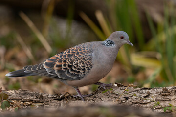 木によじ登るキジバト