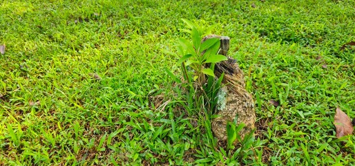 the grass