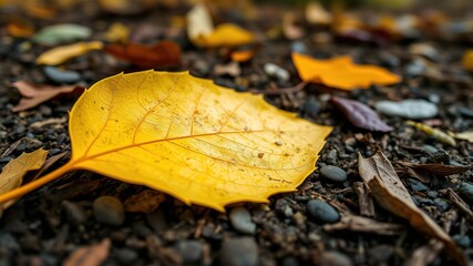 Golden Aspen Leaf on Forest Floor - Autumnal Beauty