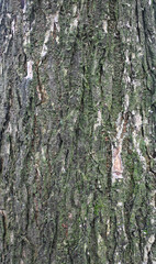 Beautiful close-up of the bark of ulmus thomasii