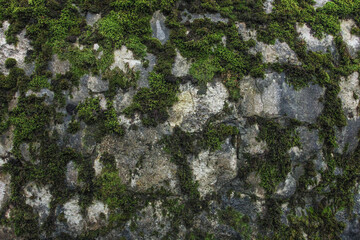 Stone wall in moss