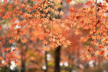 輝くモミジの紅葉