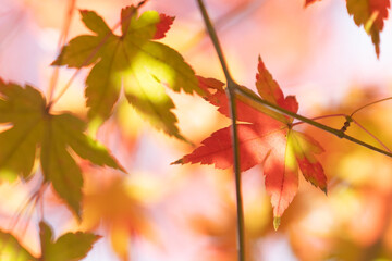 紅葉したモミジ