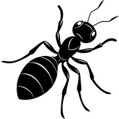 ant vector illustration