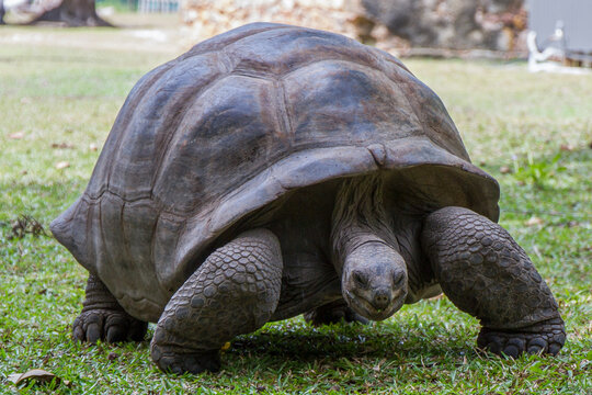 Giant tortoises in the Seychelles