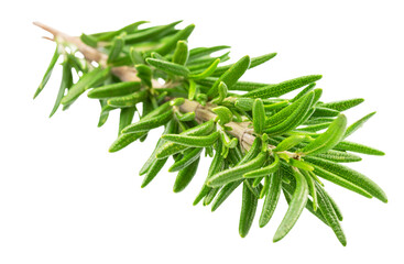 Fototapeta premium Green fresh rosemary twig isolated on white background. File contains clipping path.