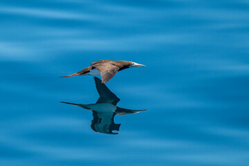 A brown booby (Sula leucogaster) is reflected in the ocean's surface as it flies low near the coast...