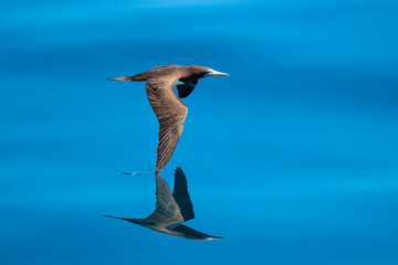 A brown booby (Sula leucogaster) is reflected in the ocean's surface as it flies low near the coast of Baja California Sur, Mexico.