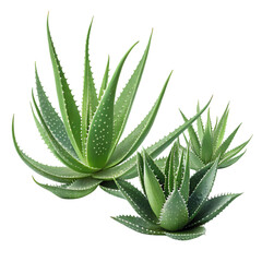Three Lush Green Aloe Vera Plants Isolated Black Background Botanical Spa Shot Image Flora Leaves   