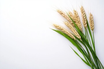 Fototapeta premium ears of wheat