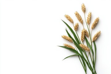 Fototapeta premium ears of wheat