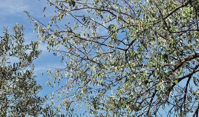 branches against sky