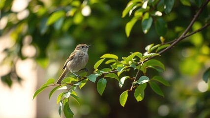 Obraz premium Small Bird on Branch, Mulhouse, France - Nature Photography