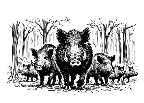 wild boar family in forest, black and white hand-drawn illustration