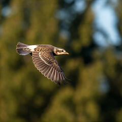 Obraz premium pelican in flight eagle with blue heron and kingfisher peacock