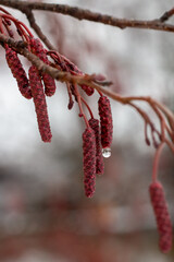 branch with red berries