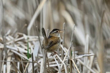 A Marsh Wren (Cistothorus palustris) standing on cattails in a marsh in Michigan, USA.
