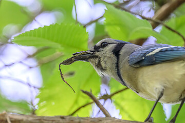 A Blue Jay (Cyanocitta cristata) eating part of a snake in a tree in Michigan, USA.