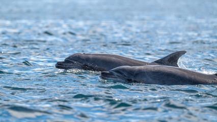 Obraz premium Two Bottlenose dolphins (Tursiops truncatus) on the ocean surface near Baja California Sur, Mexico.