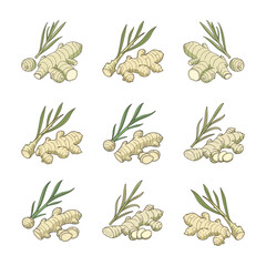 Hand-Drawn Ginger Root Illustrations with Leaves in Various Arrangements