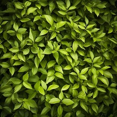 Obraz premium green foliage texture