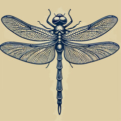 dragonfly on white background