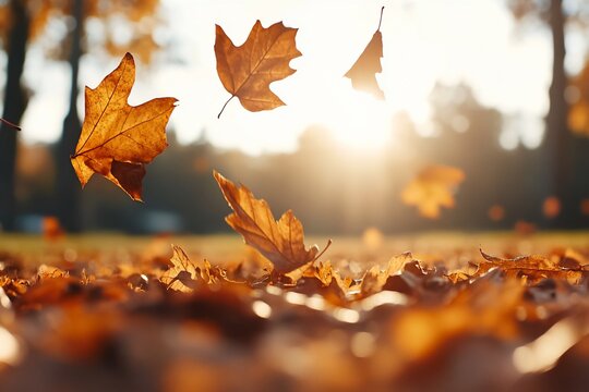 Falling autumn leaves in sunlight.