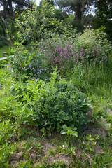 Beautiful naturalistic spring garden with  native herbs and  flowers - oregano, horseradish, strawberry, cherry, gooseberry, currant.