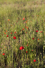 Red wildflowers on the field -  Wild poppy Papaver rhoeas growing between grain crops.