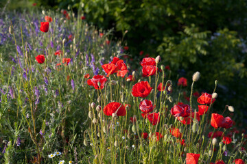 Wildflower meadow with violet hairy vetch and bright red poppy flowers. Botanical picture of  native plants in Cental Europe.