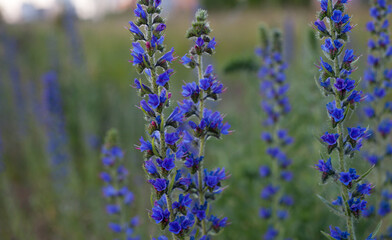 Wildflower meadow with violet hairy vetch and bright red poppy flowers. Botanical picture of  native plants in Cental Europe.