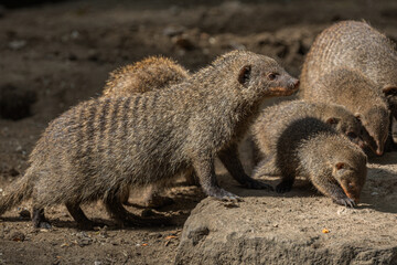 Banded Mongoose, group with baby, Mungos mungo