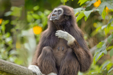lar gibbon white-handed gibbon, an endangered primate in the gibbon family