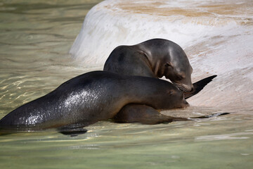 Obraz premium fur seal on the shore, selective focus
