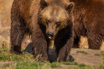 Brown Bear majestic, big powerful mammals
