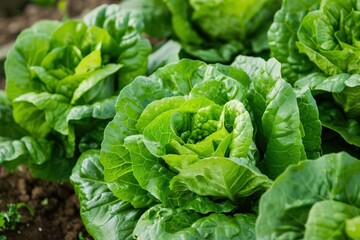 Close up of vibrant green butterhead lettuce growing in rich soil, ready for harvest