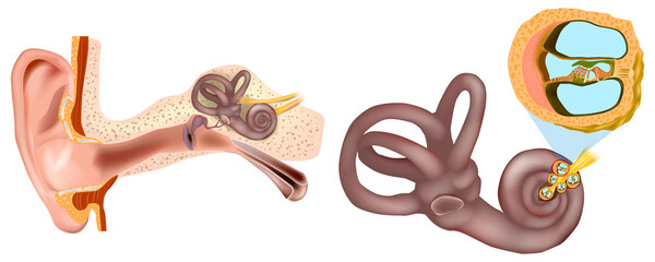 Anatomy of Inner Ear and cross-section of Cochlea. Organ of Corti, the sensory organ of hearing. Spiral ganglion, Osseous Spiral Lamina. © sakurra