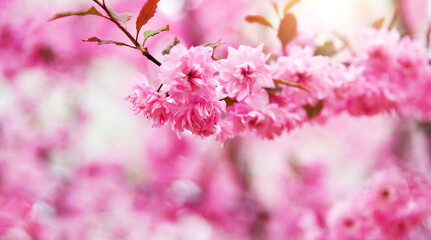 Sakura flowers blossoms in the tree